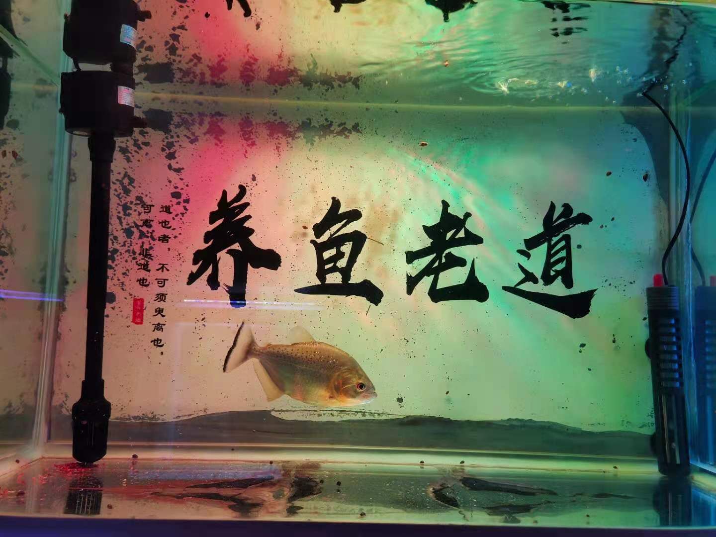 魚缸水泵不運(yùn)行了是燒了嗎：魚缸水泵不運(yùn)行可能是多種原因引起魚缸水泵不運(yùn)行的原因 魚缸百科 第5張