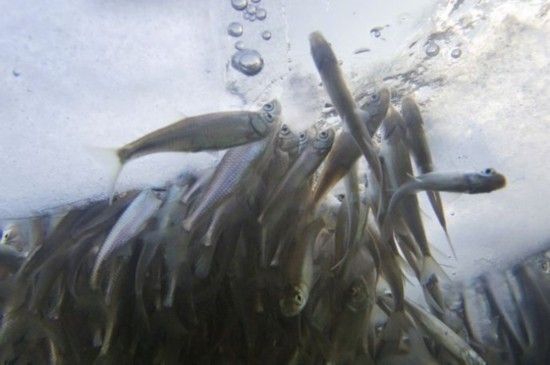 如何判斷魚(yú)缸缺氧癥狀：如何判斷魚(yú)缸是否缺氧