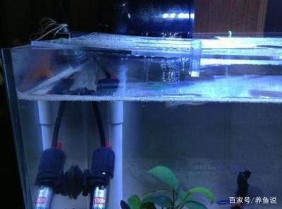 如何判斷魚缸缺氧癥狀：如何判斷魚缸是否缺氧 魚缸百科 第5張