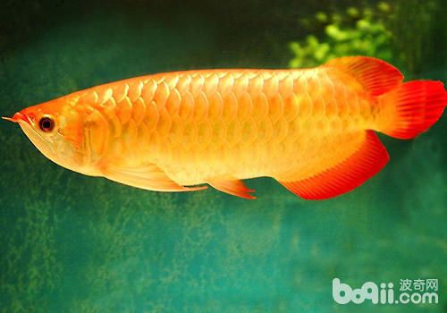 龍魚(yú)疾病圖解大全及治療：龍魚(yú)常見(jiàn)疾病及其圖解 龍魚(yú)百科 第2張