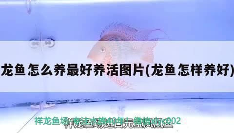 龍魚怎么養(yǎng)最好看：養(yǎng)龍魚需要從多方面著手，從多方面著手，幫助您養(yǎng)出好看的龍魚 龍魚百科 第1張