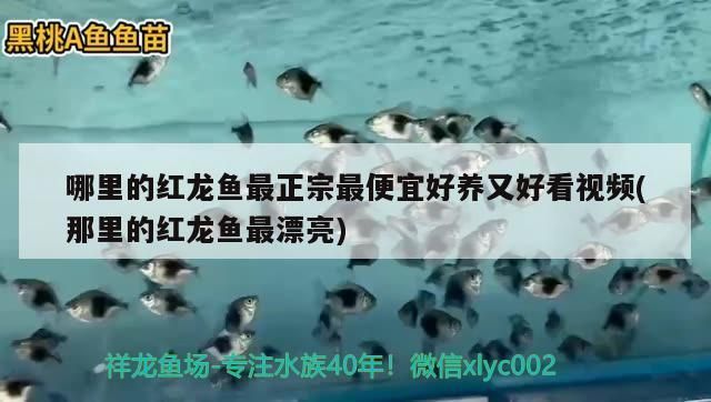 哪里的紅龍魚(yú)最正宗最便宜好養(yǎng)：水族市場(chǎng)紅龍魚(yú)推薦，紅龍魚(yú)日常飼養(yǎng)指南 紅龍魚(yú)百科 第2張