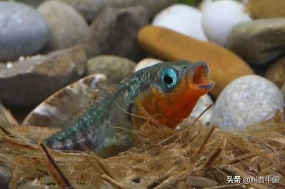 金龍魚幾年能繁殖一次：金龍魚多久繁殖一次 水族問答 第1張