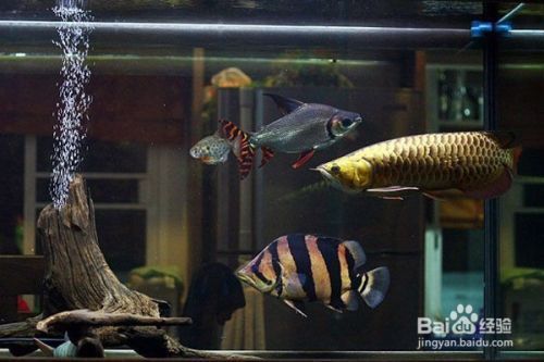 龍魚(yú)缸怎么改造成造景魚(yú)缸？：龍魚(yú)缸改造預(yù)算控制方法,造景魚(yú)缸水質(zhì)維護(hù)要點(diǎn) 魚(yú)缸百科 第3張