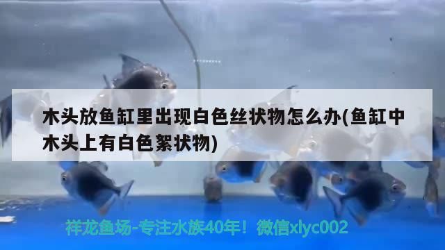 魚缸里一團絮狀物一絲絲：如何預防魚缸絮狀物 魚缸百科 第5張