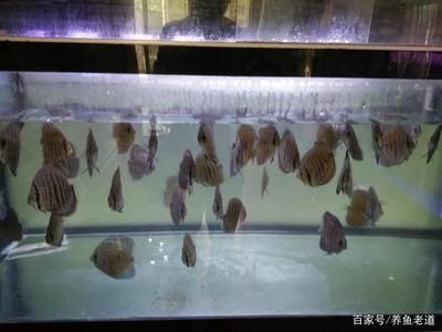 龍魚(yú)養(yǎng)多久算成年了：龍魚(yú)成年后有哪些特征