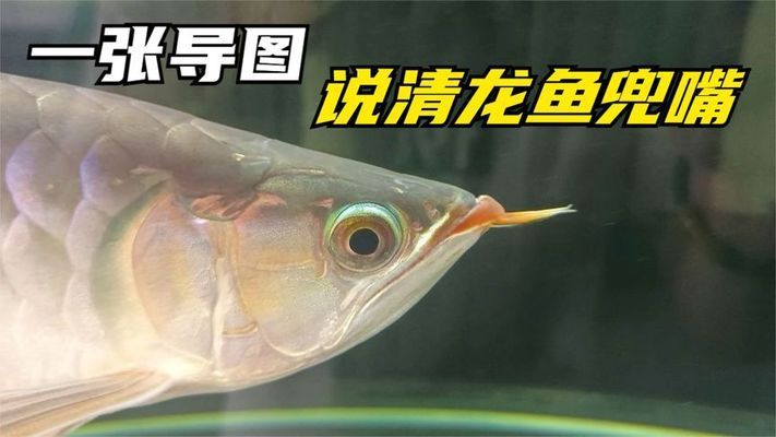 龍魚兜嘴照片：關于龍魚兜嘴的一些照片 龍魚百科 第5張