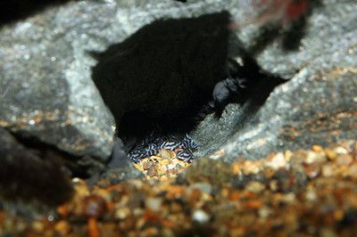 金龍魚家里養(yǎng)好嗎：如果家里養(yǎng)的是金龍魚幼魚，需要注意哪些事項？ 水族問答 第1張