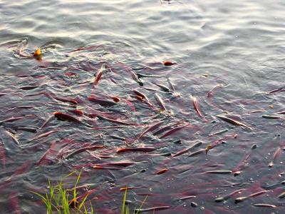 紅龍魚一年能長多大的魚卵