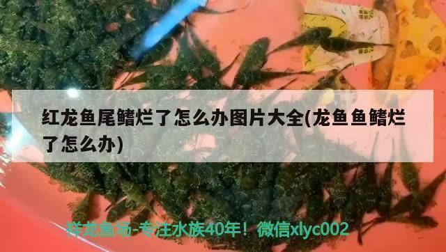 紅龍魚(yú)尾鰭爛了怎么辦：如何處理紅龍魚(yú)尾鰭爛病 紅龍魚(yú)百科 第2張