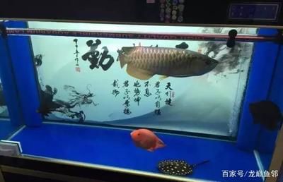 龍魚一個(gè)月吃多少錢：養(yǎng)龍魚一個(gè)月的費(fèi)用 龍魚百科 第1張