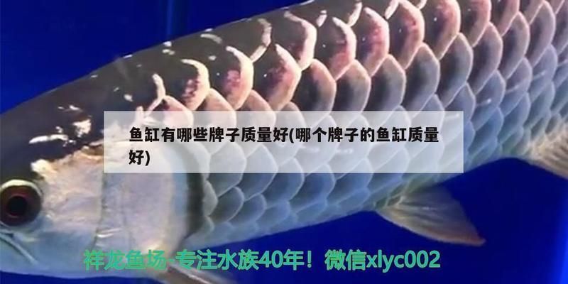 品牌魚缸有哪些牌子的：知名魚缸品牌介紹 魚缸百科 第2張