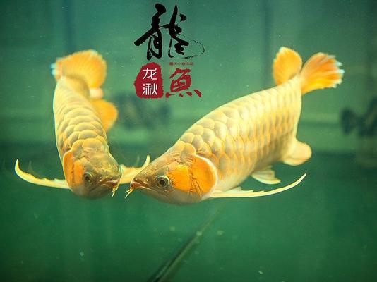 金龍紅龍魚形容詞有哪些成語(yǔ) 紅龍魚百科 第5張