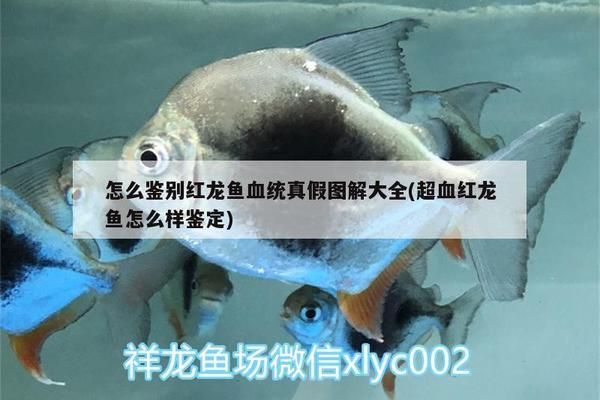 如何辨別紅龍魚真假：如何鑒別紅龍魚的真?zhèn)?></a><h4 class=