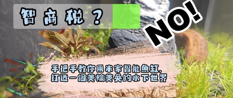 小米魚缸造景：如何為小米魚缸設(shè)計(jì)一個美觀且生態(tài)友好的造景方案