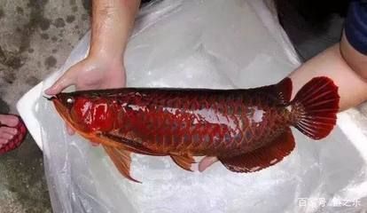 紅龍魚換水溫差控制技巧：紅龍魚換水溫差控制技巧，紅龍魚換水前后注意事項 紅龍魚百科 第5張