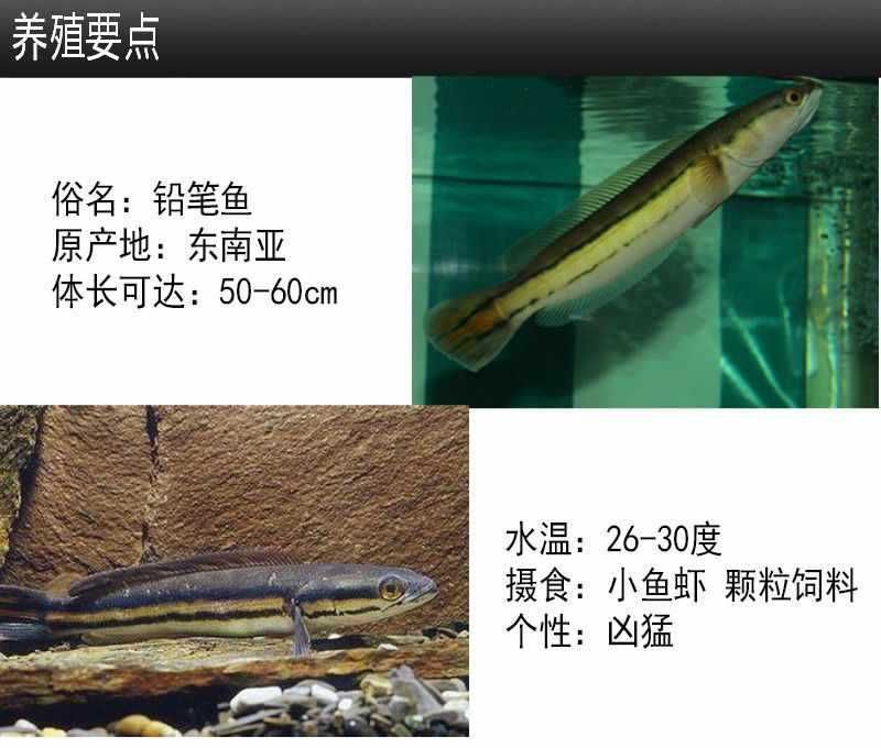 龍魚一般能活多久：關(guān)于龍魚壽命的詳細(xì)信息 龍魚百科 第5張