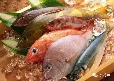 金龍魚膠好不好：金龍魚膠在烹飪中通常被用作什么用途？ 水族問答