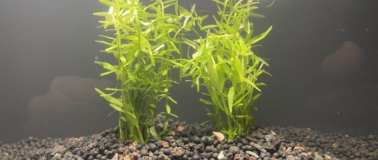 小米幾何魚缸拆解：小米幾何畫法兩棲懶人魚缸拆解 魚缸百科 第1張