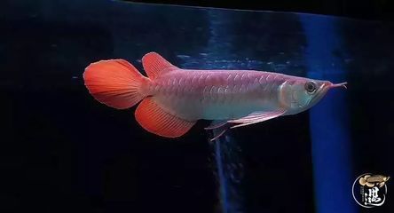 紅龍魚喂飼料好嗎怎么喂的：紅龍魚飼料品牌推薦 紅龍魚百科 第2張