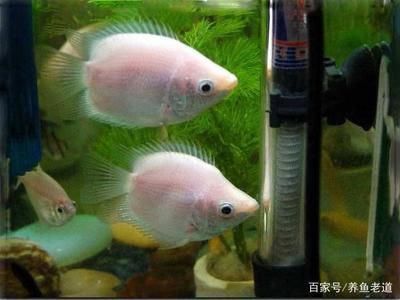 魚(yú)缸濾材清洗的詳細(xì)步驟：魚(yú)缸濾材清洗方法，蛋白棉濾材保養(yǎng)方法，魚(yú)缸水質(zhì)維護(hù)小妙招 魚(yú)缸百科 第3張