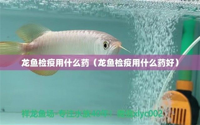 龍魚日常檢疫用什么藥：龍魚檢疫時常用的藥物及其使用方法 龍魚百科 第5張