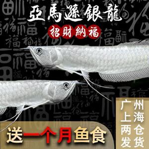 龍魚幼苗一只多少錢一條 龍魚百科 第3張