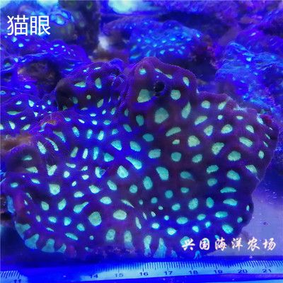 海水魚缸lps什么意思：lps與sps珊瑚的區(qū)別 魚缸百科 第4張