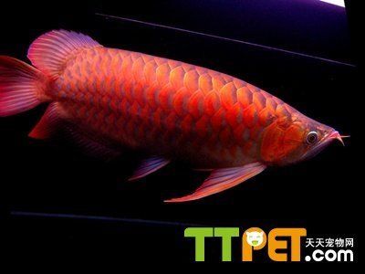 紫色紅龍魚：紫色紅龍魚是什么？