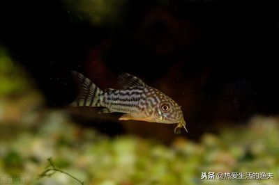 魚缸里的最佳底層魚是什么魚 魚缸百科 第3張