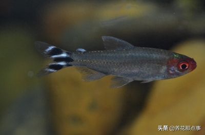 魚缸里的最佳底層魚是什么魚 魚缸百科 第4張