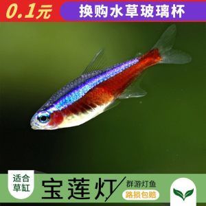 上海進(jìn)口觀(guān)賞魚(yú)品種介紹：上海進(jìn)口觀(guān)賞魚(yú)養(yǎng)殖技術(shù)要點(diǎn) 龍魚(yú)百科 第2張