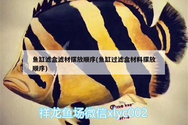 魚缸過濾盒怎么放濾材視頻：如何正確安置魚缸過濾盒中的濾材 魚缸百科 第5張