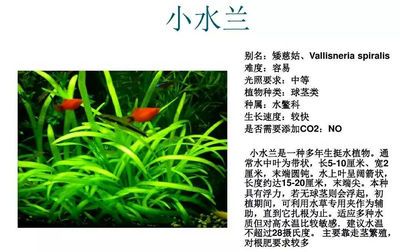 魚缸byspiral在哪里寫的：魚缸小說《魚缸》作者背景介紹 魚缸百科 第5張