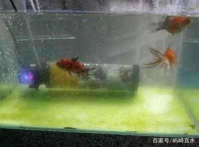 魚缸里的魚為什么老是死氧氣泵：魚缸里的魚老是死可能與氧氣泵的使用有關(guān)，可能與其他因素有關(guān)