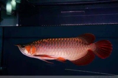 龍魚(yú)的體型：龍魚(yú)的體型特征 龍魚(yú)百科 第1張