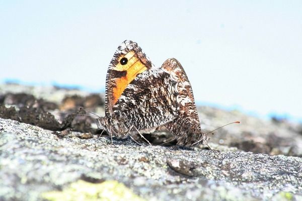 畫法幾何魚缸水泵不冒泡：幾何智能魚缸水泵不冒泡原因及解決方法及解決方法 魚缸百科 第3張