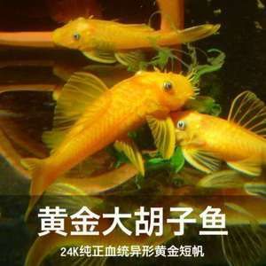 魚(yú)缸除藻最佳的魚(yú) 金色：魚(yú)缸除藻最佳的幾種魚(yú)類