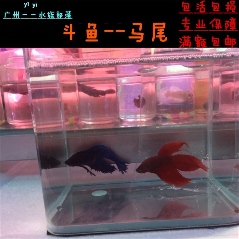 觀賞魚紅龍魚能混養(yǎng)嗎：紅龍魚可以與其他種類的魚混養(yǎng)嗎？ 龍魚百科 第1張