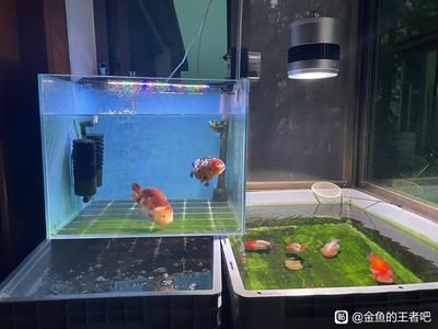 瀾耀魚缸怎么樣：瀾耀魚缸用戶評價匯總 魚缸百科 第3張