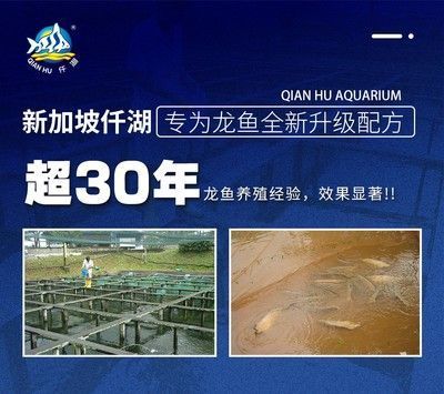 龍魚可以喂海魚吃嗎：龍魚可以吃海魚嗎 龍魚百科 第5張