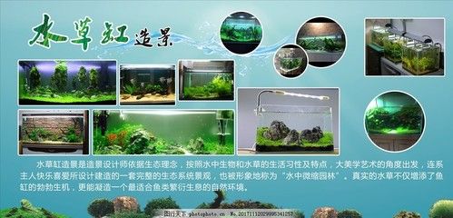 草缸和魚缸的區(qū)別圖片：草缸與魚缸的區(qū)別 魚缸百科 第2張