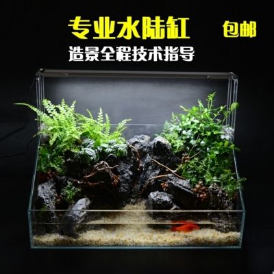 草缸和魚缸的區(qū)別圖片：草缸與魚缸的區(qū)別 魚缸百科 第5張