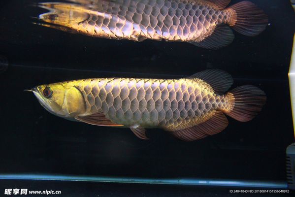 金龍魚可以多久不喂食就死了：如果金龍魚長時間不吃食物會怎樣，它會有什么健康影響 水族問答