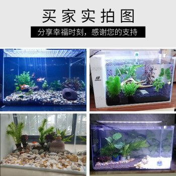 爬將軍魚缸 魚缸百科 第5張