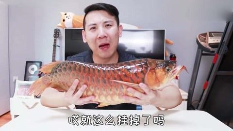 龍魚(yú)最近不吃蝦了是怎么回事 龍魚(yú)百科 第3張