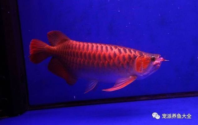 雪龍魚飼料增色效果對比：雪龍魚專用增色飼料品牌 龍魚百科 第3張