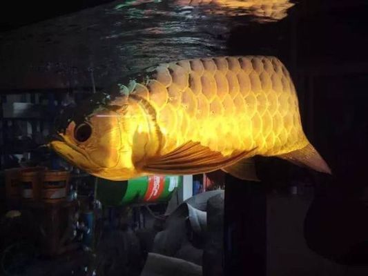 雪龍魚飼料增色效果對比：雪龍魚專用增色飼料品牌 龍魚百科 第2張