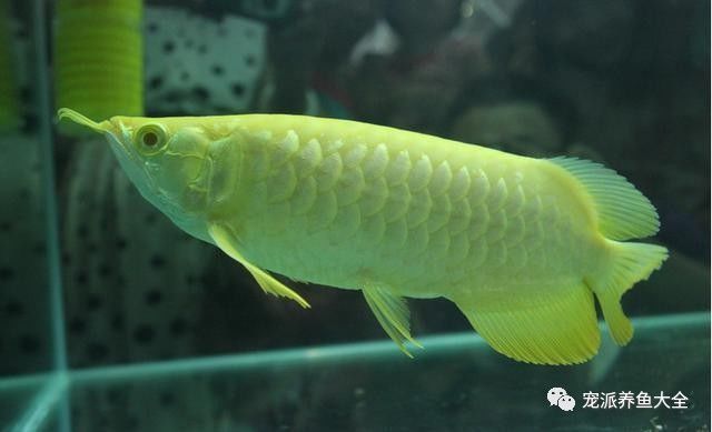 雪龍魚飼料增色效果對比：雪龍魚專用增色飼料品牌 龍魚百科 第5張