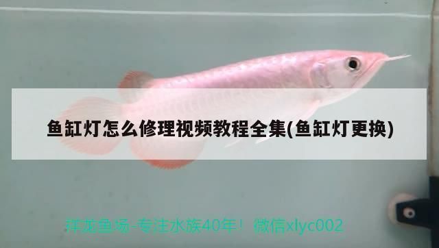 小佩魚缸燈維修：小佩魚缸燈的維修與更換 魚缸百科 第2張